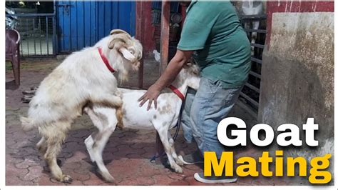 goat mating video